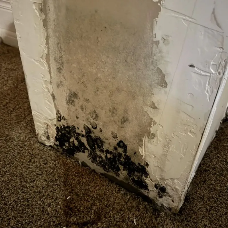 Professional Mold Removal in Franksville, WI